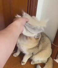 Carregar e reproduzir vídeo no visualizador da galeria, Par de Luva Magnética Tira Pelos Pet
